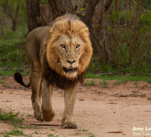 A27Amy Leigh Lion Nwas 1 191121 Final A27Amy Leigh Lion Nwas 1 191121 Final