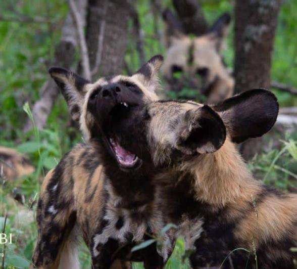 23Kerry Lee Roberg WildDog.2 Final 23Kerry Lee Roberg WildDog.2 Final
