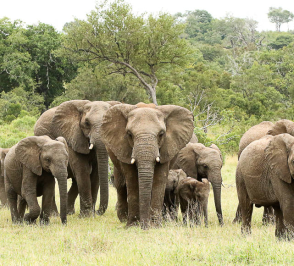 Elephant. 7 Elephant. 7