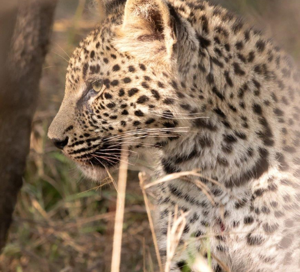 A19Jason Street Ntsumi Cub 151022 1. Final A19Jason Street Ntsumi Cub 151022 1. Final