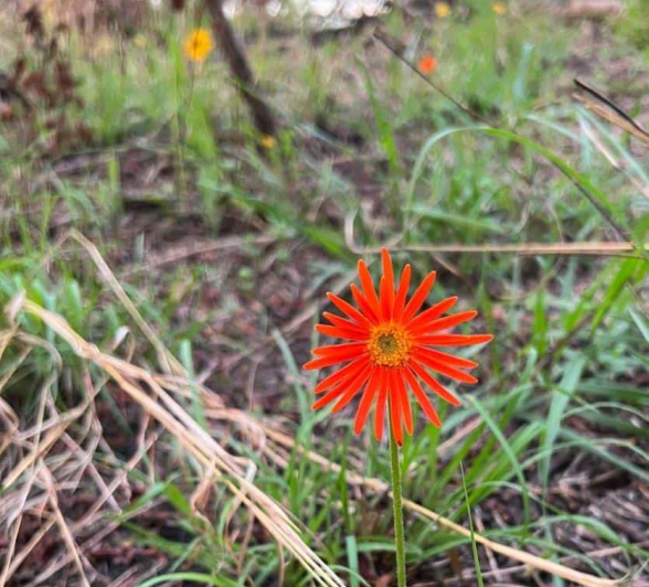 B04Jason Street Daisy 091122 2. Final