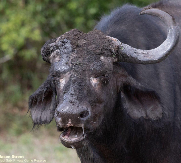 A12Jason Street Buffalo 051122 2. Final