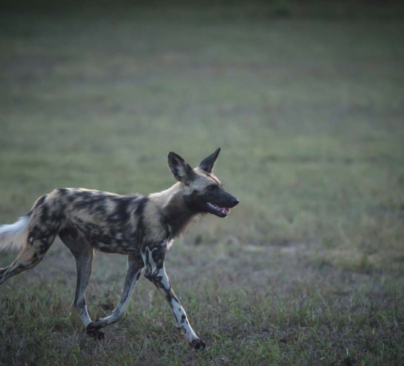 Mike L Wild Dog 4 Mike L Wild Dog 4