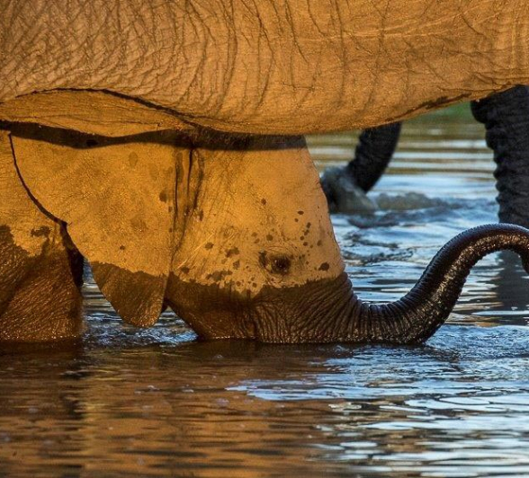 07Kyle 1 April Elephant Roam 11 Final 07Kyle 1 April Elephant Roam 11 Final