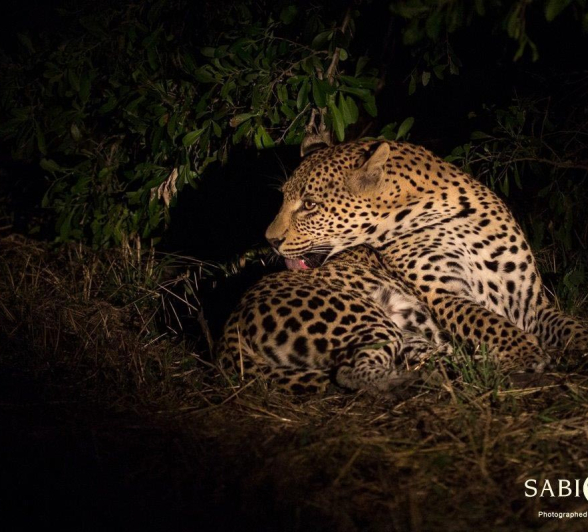 19Franscois Rosslee WDcub1 Final