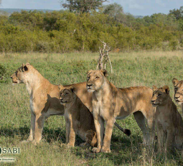 06Kyle 6 Feb Sp Hunt Zebra 3 Final 06Kyle 6 Feb Sp Hunt Zebra 3 Final