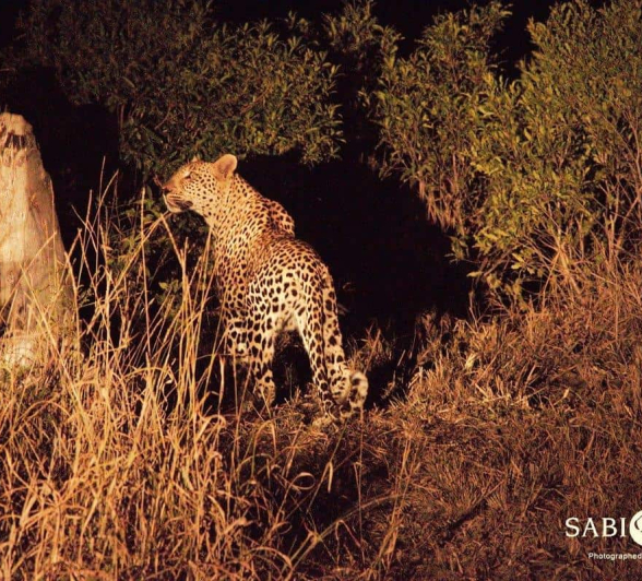 18Bianca Theron Unknown Female Leopard 4 Final 18Bianca Theron Unknown Female Leopard 4 Final