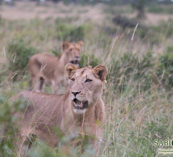 26Frederik Aucamp SP Lions 11 04 2019 Final
