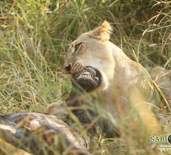 05 20190523 Ally Ross SP 03 Final