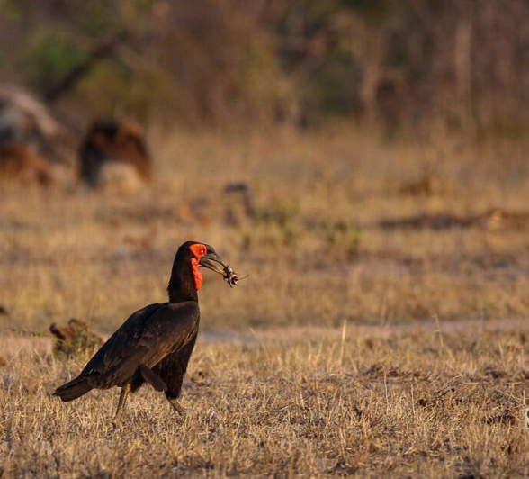 03Louise Murray Southern Ground Hornbill 09112018 1 Final 03Louise Murray Southern Ground Hornbill 09112018 1 Final