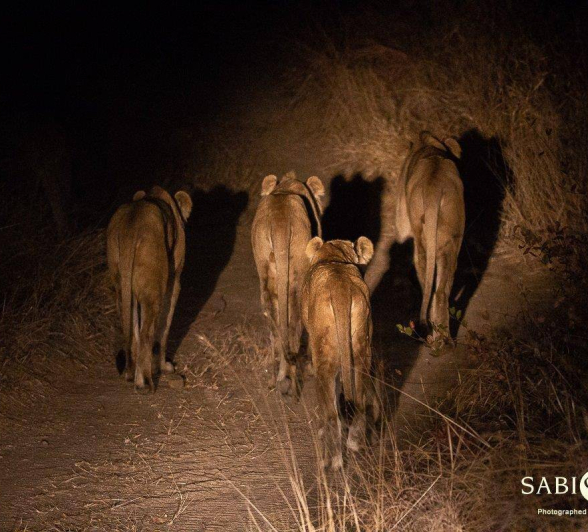 25Frederik Aucamp SP Lions Plus Three Others 04 08 2019 1 Final 25Frederik Aucamp SP Lions Plus Three Others 04 08 2019 1 Final