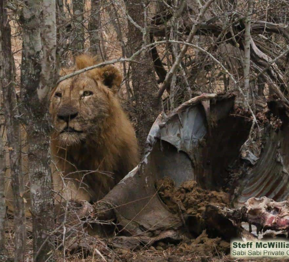 07Steff McWilliam Lion And Buffalo 19092019 Final 07Steff McWilliam Lion And Buffalo 19092019 Final