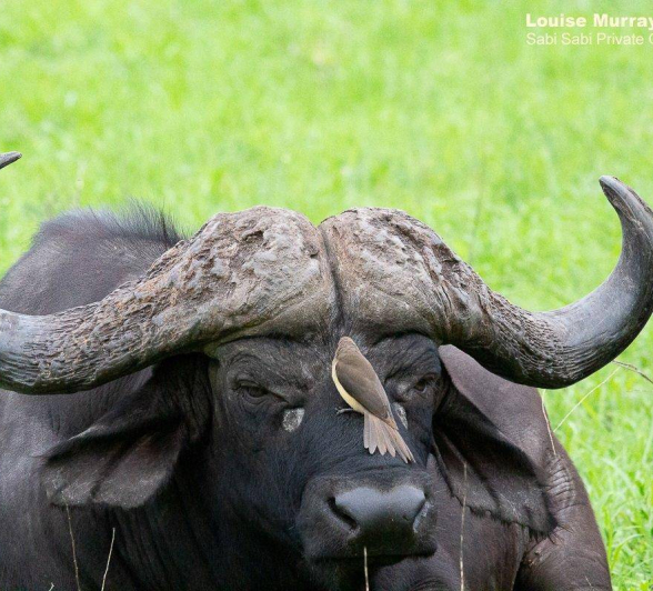 27Louise Murray Buffalo 16122019 Final 27Louise Murray Buffalo 16122019 Final