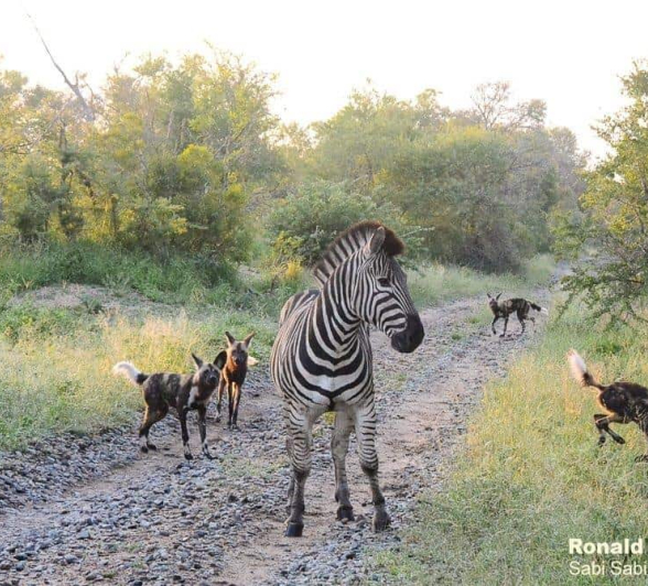 07Ronald Mutero Wildogs 15022020 11 Final 07Ronald Mutero Wildogs 15022020 11 Final
