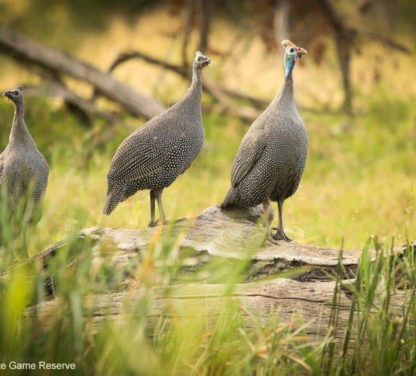 44Ally Ross 20200520 Helmeted Guineafowl 01 Final 44Ally Ross 20200520 Helmeted Guineafowl 01 Final