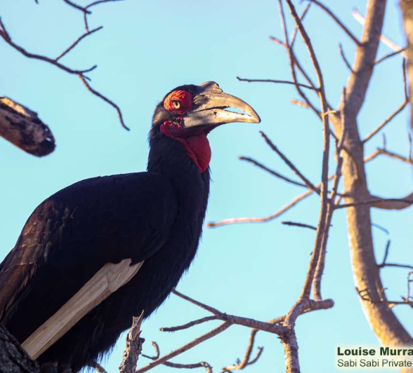05Louise Murray Hornbill 14072020 2 Final 05Louise Murray Hornbill 14072020 2 Final
