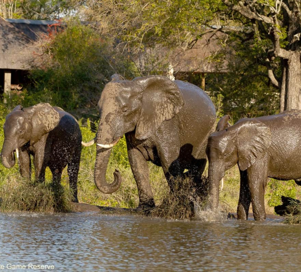 08Amy Leigh Elephant Herd 2 140920 Edit Final 08Amy Leigh Elephant Herd 2 140920 Edit Final