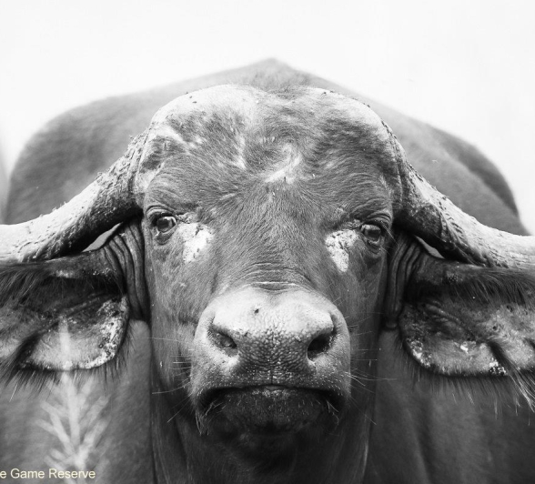 32Ally Ross 20200224 Buff 02 Final