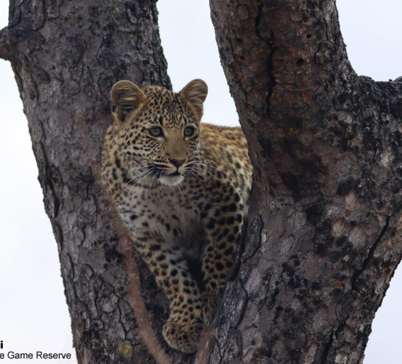 B08Marco Vietti Kigelia Cub 2 090921 Final