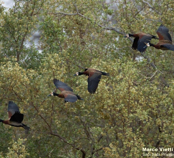 A06Marco Vietti White Faced Whistling Ducks 1 071021 Final A06Marco Vietti White Faced Whistling Ducks 1 071021 Final