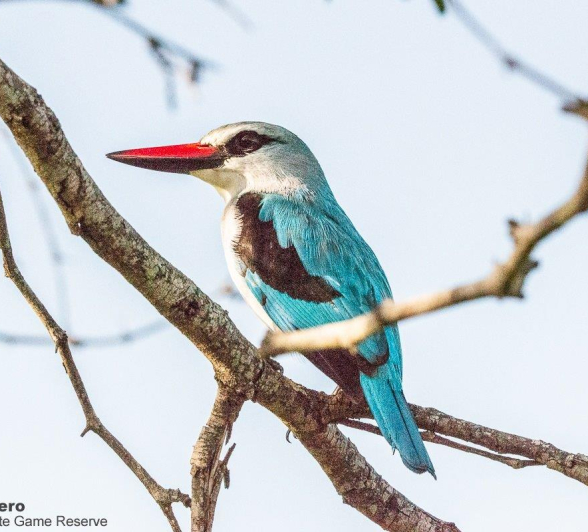 B03ronald Mutero Woodland King Fisher 03012020 9 Final