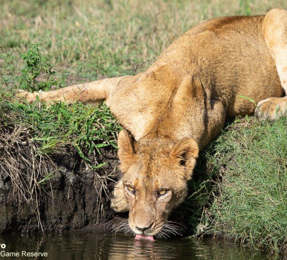 A28ronald Mutero Sp And Cubs 14042022 Final