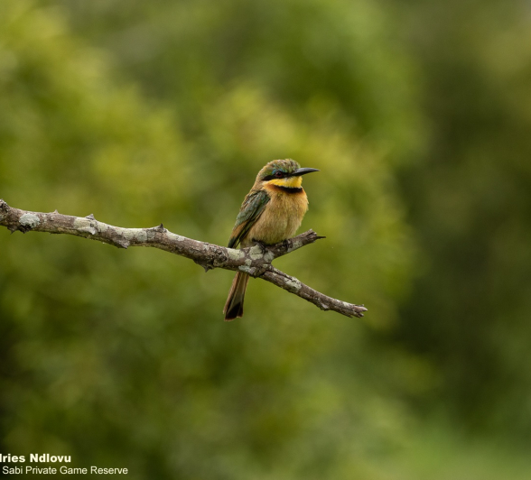 07andries Umkhombicamp.blog .littlebeeeater 1 Final