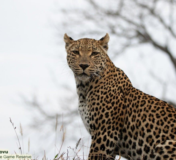 A28andries Leopard.ntsumi 020822 3 Final A28andries Leopard.ntsumi 020822 3 Final