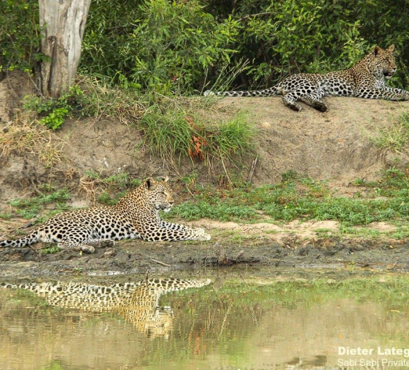 A03Dieter Lategan Ntsumi And Cub 101222 1 Of 1 Final