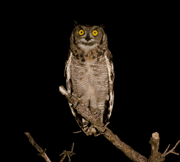 Spotted Eagle Owl Spotted Eagle Owl