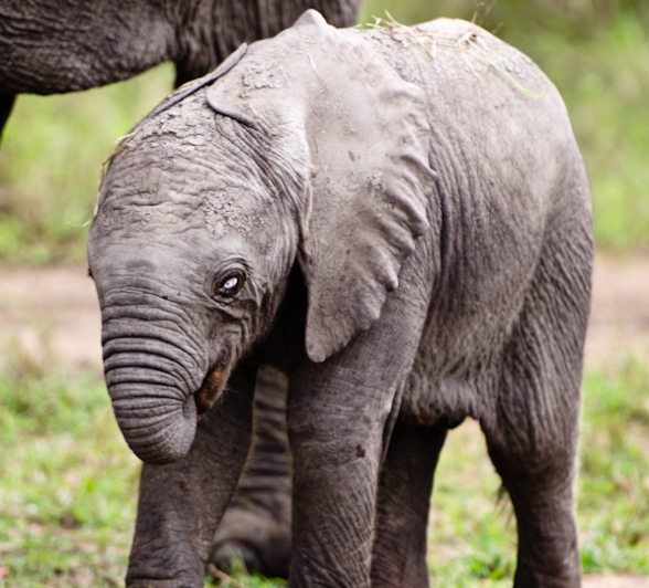 Sabi Sabi Photography 21 Sabi Sabi Photography 21