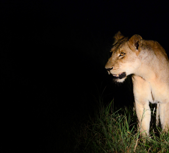 Lioness Lioness