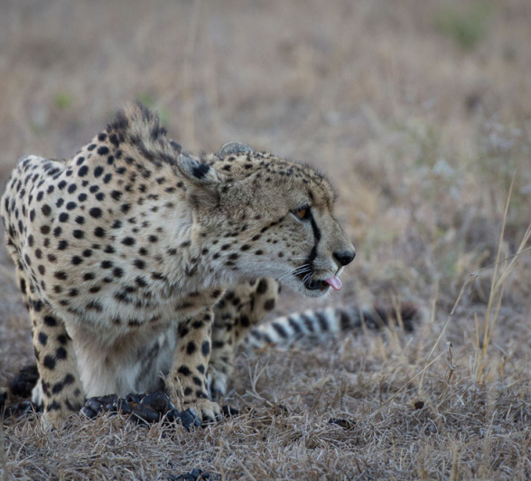 Male Cheetah 4 Male Cheetah 4