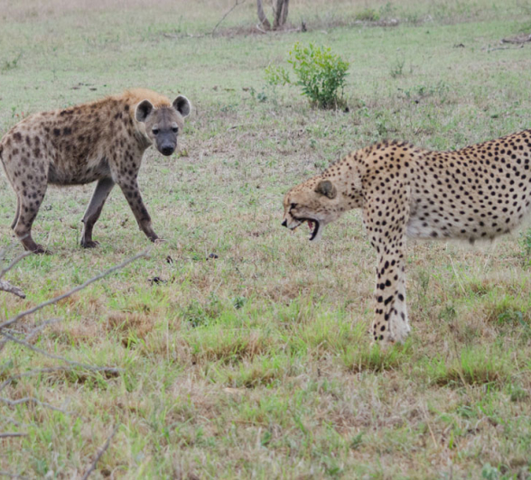 Cheetah Vs Hyena Steve Cheetah Vs Hyena Steve