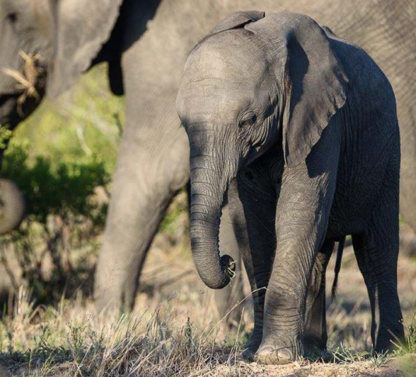 05Mike Palmer Ellies 030116 1