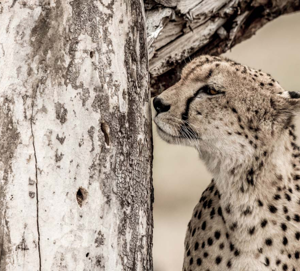 06Pravir Patel Cheetah02 130116 06Pravir Patel Cheetah02 130116