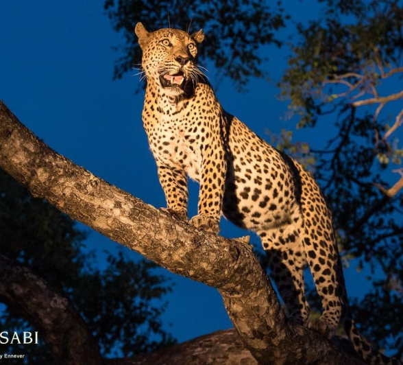 16Terry Ennever Max 261216 4 Final