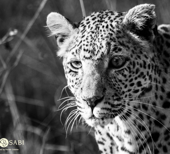 20Kevan Dobbie WD Female 02 Final