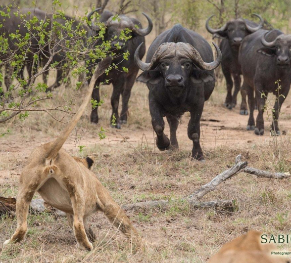 05Terry Ennever Lion Buffalo 2 Final 05Terry Ennever Lion Buffalo 2 Final