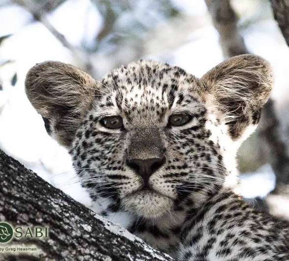 29Greg Heasman Female Leopard Cub Little Bush Female Cub 21 05 18 02 Final 29Greg Heasman Female Leopard Cub Little Bush Female Cub 21 05 18 02 Final
