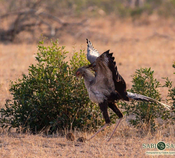17Frederik Aucamp Secretary Bird 2 Final 17Frederik Aucamp Secretary Bird 2 Final