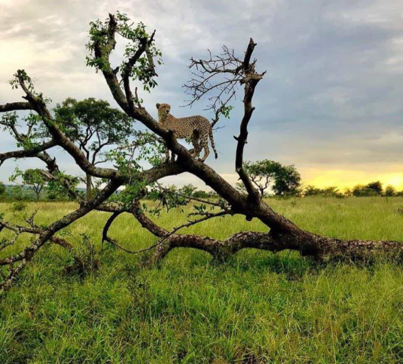 Louise Murray Cheetah