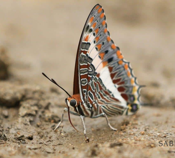 14 20190315 Ally Ross Butterfly 13 Koppie Charaxes Final 14 20190315 Ally Ross Butterfly 13 Koppie Charaxes Final
