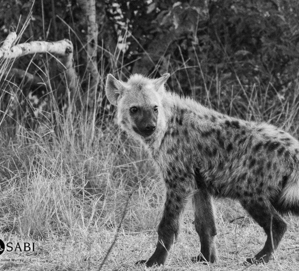 11Louise Murray Giraffe Kill 24062019 11 Final 11Louise Murray Giraffe Kill 24062019 11 Final