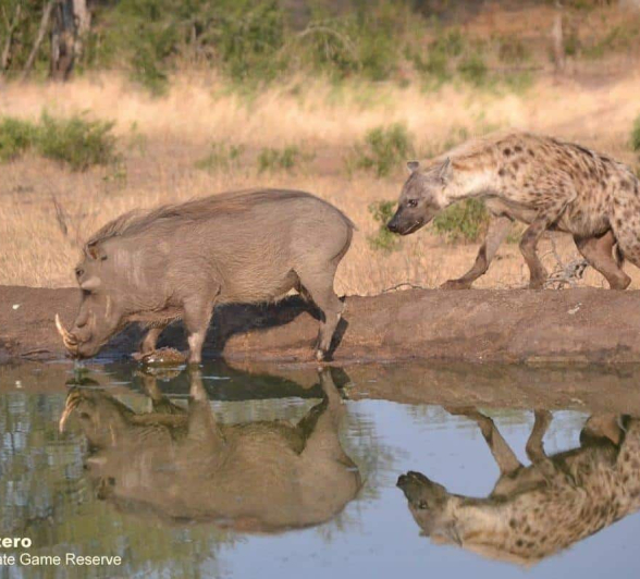 02Ronald Mutero Hyena 23092019 1 Final 02Ronald Mutero Hyena 23092019 1 Final