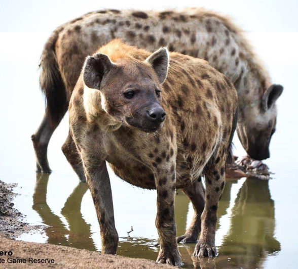 49Ronald Mutero Hyeana 02102019 12 Final 49Ronald Mutero Hyeana 02102019 12 Final