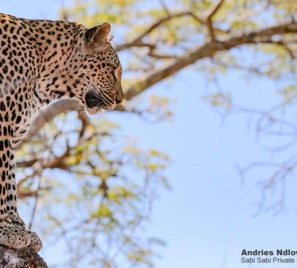 12andries Ndlovu Leopard Nstumi 161119 5 Final 12andries Ndlovu Leopard Nstumi 161119 5 Final