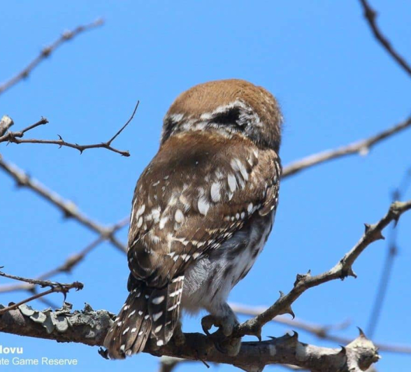 40andries Ndlovu Pearl Spotted Owlwt 151119 2 Final 40andries Ndlovu Pearl Spotted Owlwt 151119 2 Final