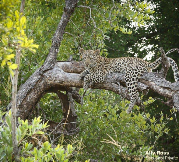 27Ally Ross Soctia And Cub 24032020 1 Final