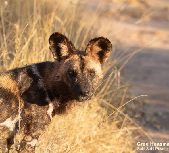 20Greg Heasman Wild Dogs 04062020 3 Final